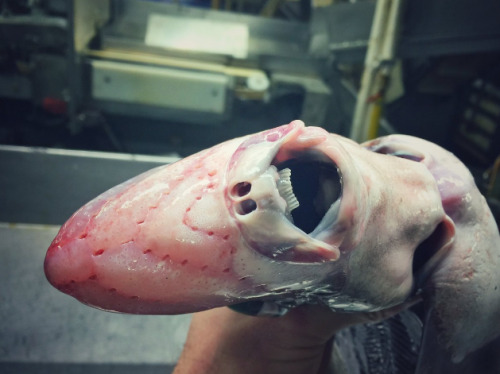 badgerofshambles: lindsaychrist:   end0skeletal:    Russian deep sea fisherman becomes online hit after revealing bizarre catches 1. Frilled Shark2. Unidentified, possibly  a stoplight loosejaw, a deep-sea dragonfish from the genus Malacosteus3. Ghost
