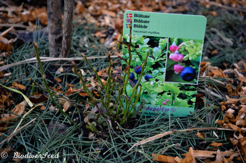 biodiverseed:HØJMOSE: THE RAISED ACIDIC BOG GARDENZone 8 // Denmark // 3 metres x 0.5 metres See Par