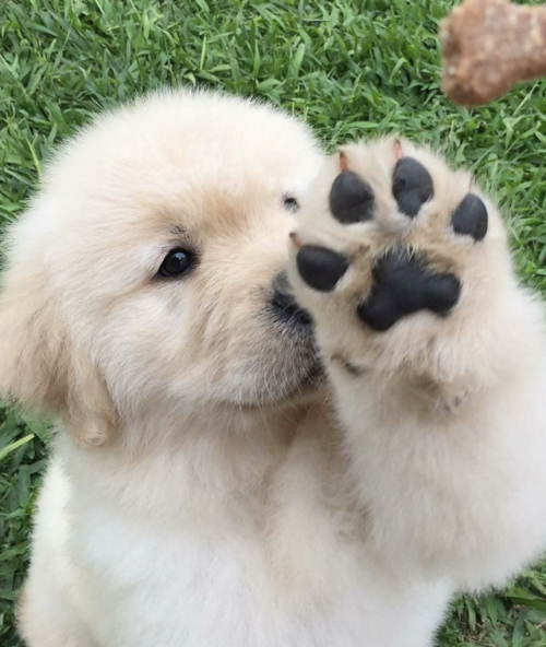 jaymaythegiraffe:Puppy dab