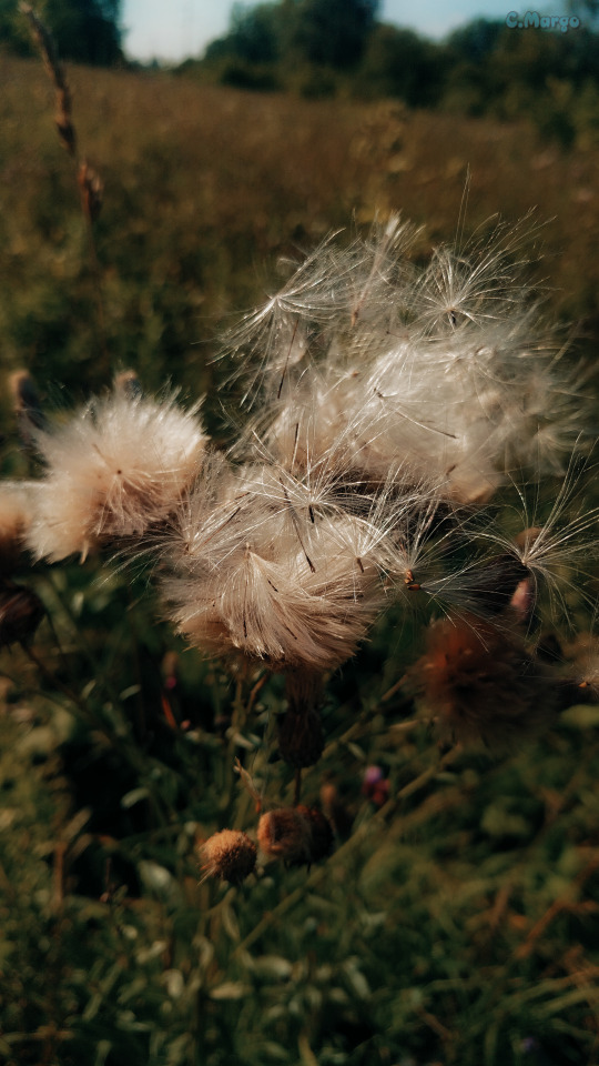 - / (.Cirsium Arvense) . 24. Airy Autumn Fluffy Seeds Of Thistle/Pink Sow Thistle (lat. Cirsium Arvense)