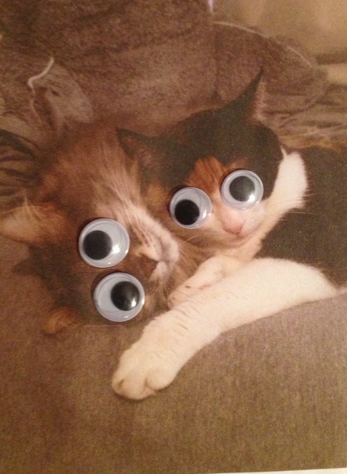 fuckyeahfelines:i gave my cats the goggly-eye treatment….sooo funny!!! (Sophie on the left, Beatrice