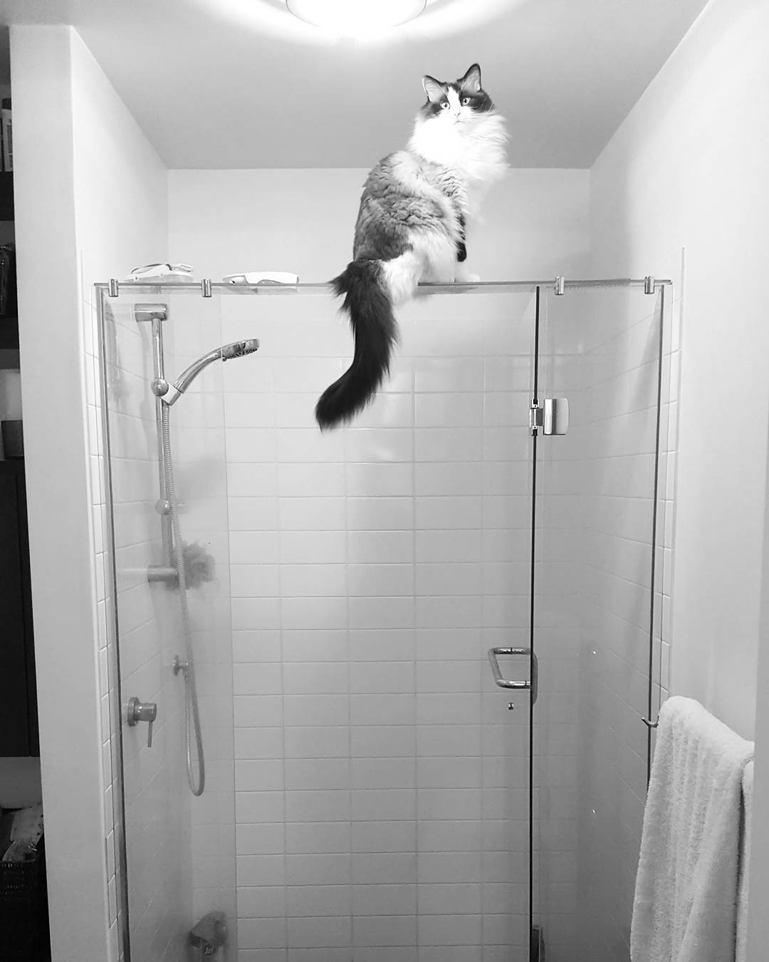 Katulis is a shower guard cat