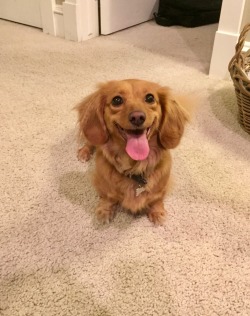 handsomedogs:  This is Eleanor, she is a long-haired dachshund, and she is a bundle of energy and joy. We are so beyond lucky to have her.