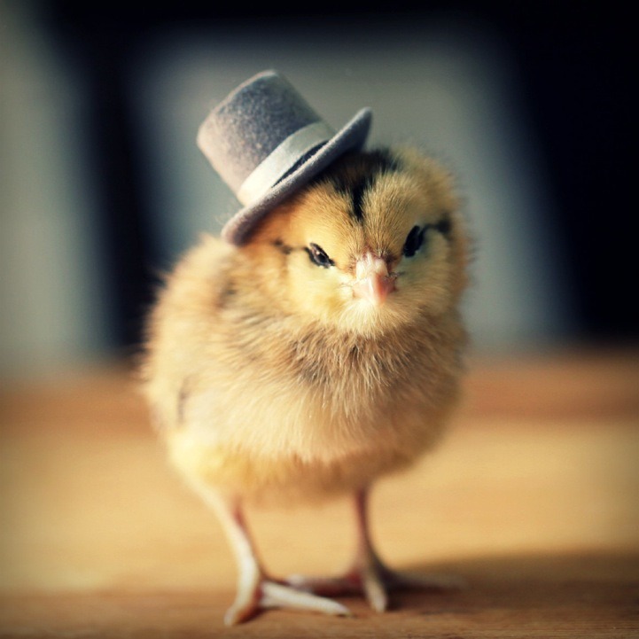 catsbeaversandducks:  Baby Chicks with Tiny HatsBecause we need more baby chicks