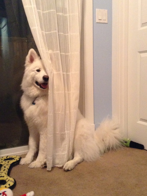 skookumthesamoyed:Boo I’m an invisible ghost.Just kidding, it’s me, your dog Skookum!