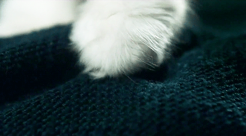 nosoundinspace:altjband | Every Other Freckle (epic cat) [x]
