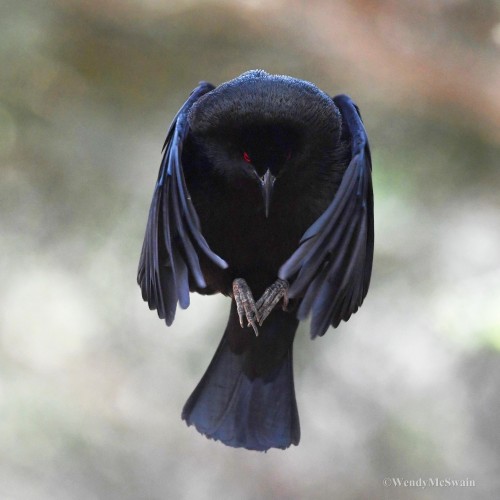 sunwendyrain: more Darth Vader Bronzed Cowbird