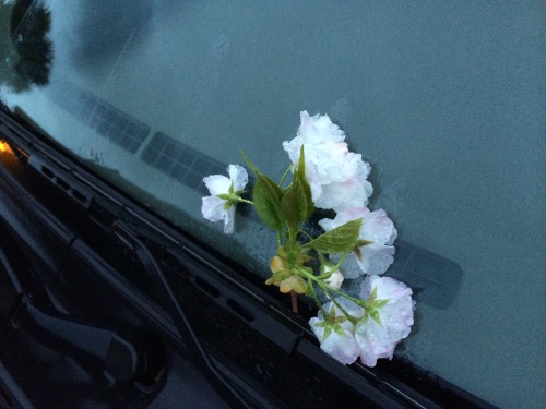 Porn crydaisy:  jake left me flowers on my windshield photos