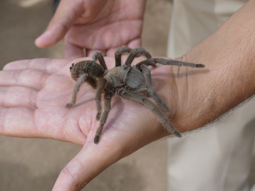 A tarantula.