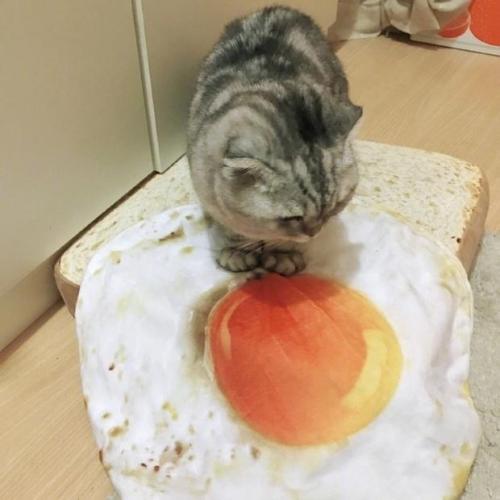 archiemcphee:  On Caturday a hearty breakfast of fried eggs on toast isn’t eaten, it’s napped on as only cats can.Get your own toast cat bed here.[h/t: Pleated-Jeans]