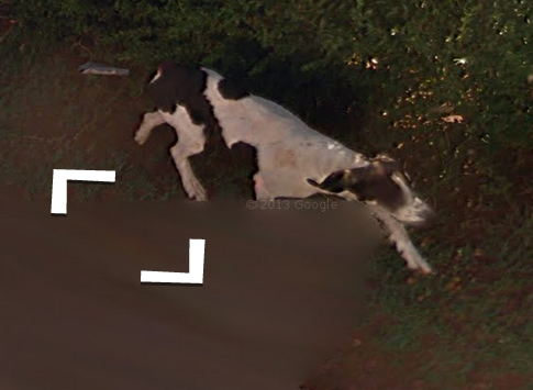 foxfamilyfeatures:it seems like this dog chased the google streetview car for a while until it lost 