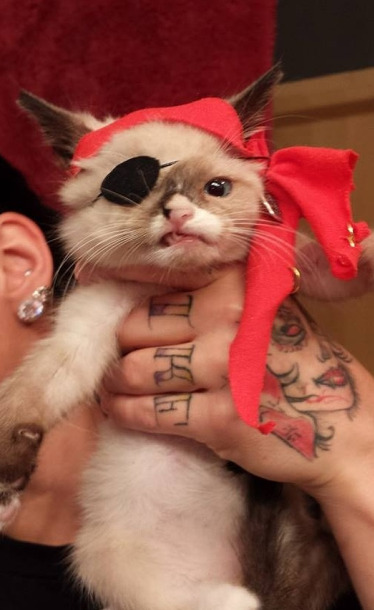 221cbakerstreet:  CUTE SMALL PIRATE CAT FRIEND porn pictures