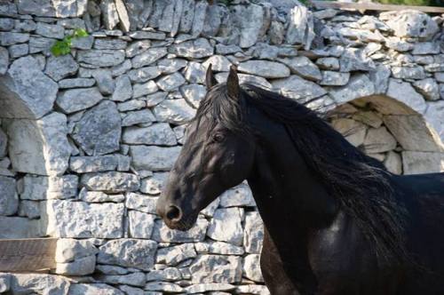 all-the-horses: Strauss di San PaoloNume x ElviraMurgese, StallionBorn 2002