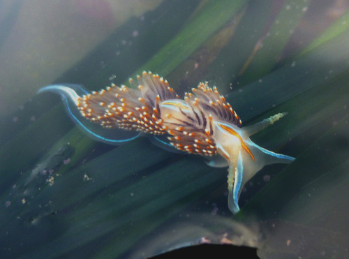 waterbody: nudibranch(Hermissenda crassicornis). Princeton CA, June 2014 / SZ3 /