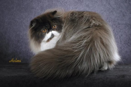 coolcatgroup:governed-by-sound-reason:kittehkats:Tail Floofs, We Got ‘Em!Kitties with super fluffy t