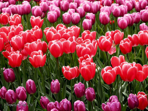 Tulip Festival, Skagit County, WA 2017