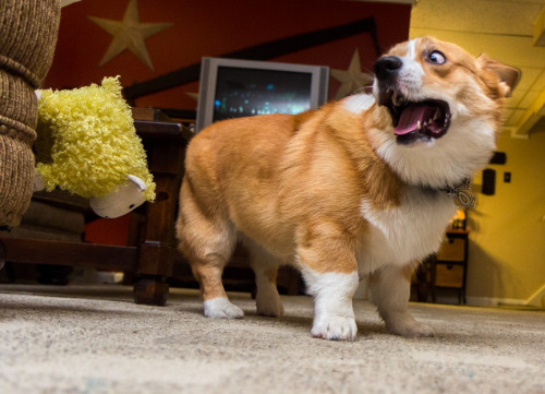 thefrogman:This jumping, wall climbing sheep is freaking Otis out. 