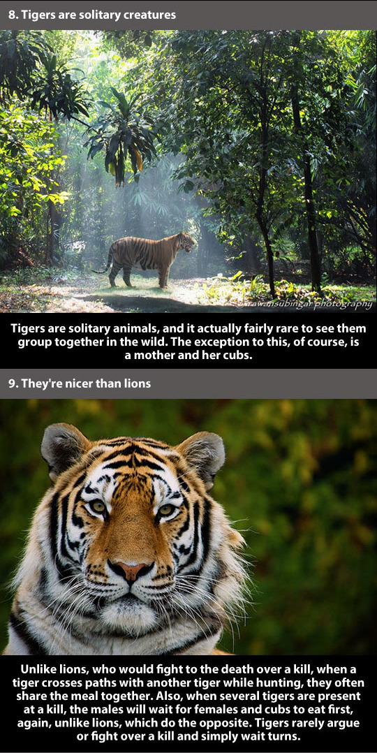 trendingly:  21 Amazing Facts About Tigers click Here to see the rest!   And thats