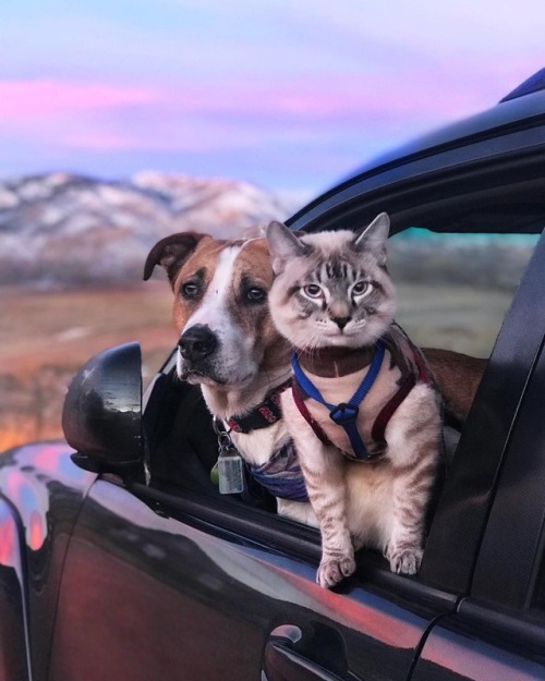 aww-so-pretty: Meet Henry The Colorado Dog and his best friend.