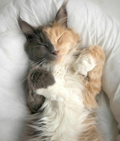 Your Daily Dose Of Seratonin