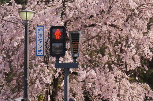 桜の名所で。2018.3壊れてたパソコンを直したので季節外れですが撮りためてた写真をぽちぽち投下していきます。