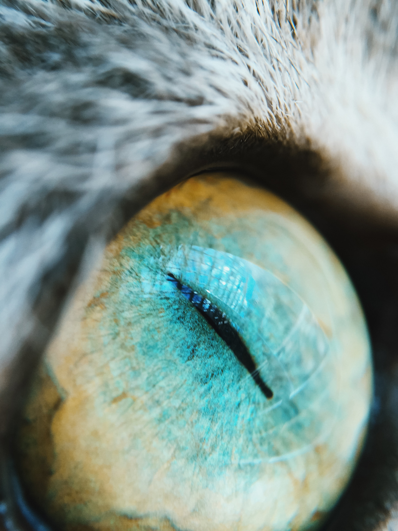 photo-wzrd:  Siri's eye | Instagram | Tumblr | Prints 