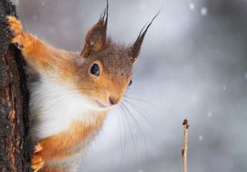 nubbsgalore: red squirrels in winter. photos by (click pic) chris sharratt, meder.k, jules cox, kim