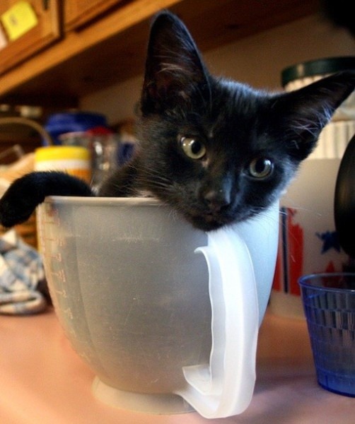 Did you order a cup of cute?
Photo via fingersnails