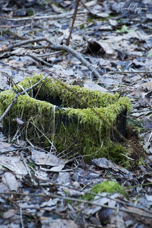 fomes fomentarius