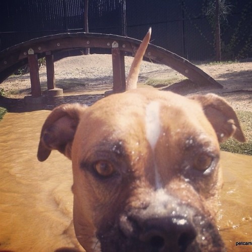 &ldquo;OMG U GUYS! They have a muddy river at @petcampsf now! THIS IS THE GREATEST DAY OF MY LIFE&rd