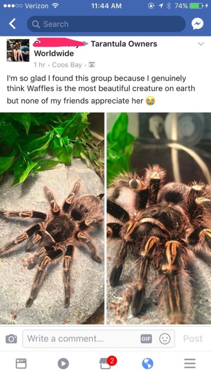 mothbug:rad tarantula positivity from this facebook group full of cool women is what gets me up in t