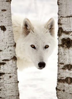 beautiful-wildlife:  Arctic Wolf by Mark