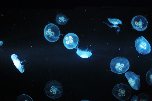 perfectmadness: moon jellyfish constellation (by princessinboots)