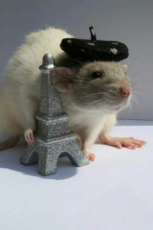 Rats With Hats!