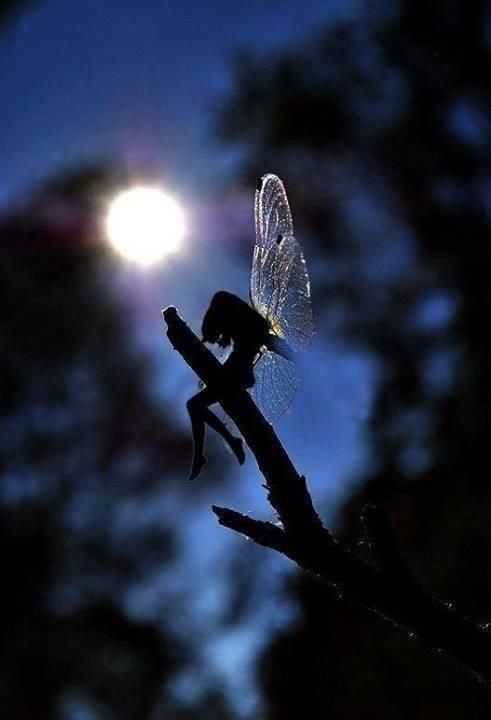 daughterofaphrodite828:  Even fairies get lonely sometimes…… me🦋🦋🦋