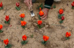 fotojournalismus: A gardener works in the tulip garden on the banks of Dal Lake in Srinagar on March 2, 2016. (Farooq Khan/EPA) 