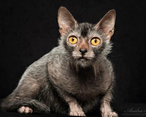 zooophagous:ainawgsd:Lykoi The Lykoi, also called the Werewolf cat, is a natural mutation from a