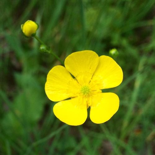 Buttercups by hodgepodgefarm ift.tt/1Ut2p1N