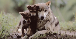  &ldquo;Wolves develop close relationships and strong social bonds. They often demonstrate deep affection for their family and may even sacrifice themselves to protect another member of their pack.”         