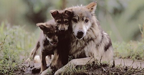 “Wolves develop close relationships and strong social bonds. They often demonstrate deep affec