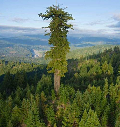 🔥 Hyperion - The world’s tallest living tree at 116m (California Redwood) #naturezem#nature#photography#naturephotography#naturelovers#art#photo#photographer