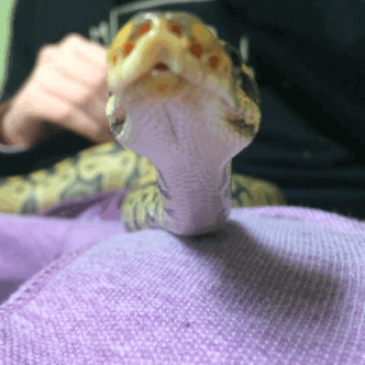 Furryplier — A Bunch Of Snake Gifs