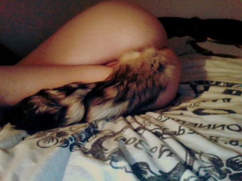 650497:  kitty-in-training:  pretty tail adult photos