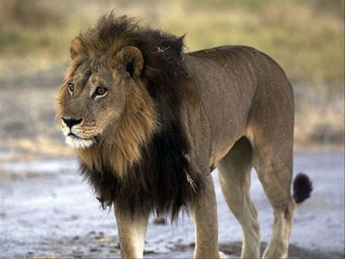 ainawgsd:Though uncommon, maned lionesses have been regularly sighted in the Mombo area of Botswana&