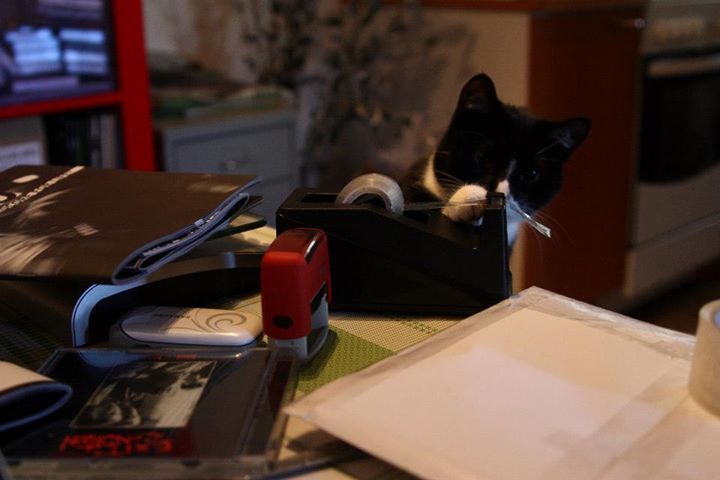 Tuxie cat gingerly reaches a paw at a scotch tape dispenser