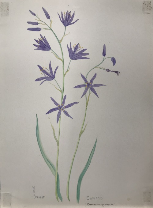 “Camass” (Camassia quamash), Winifred G. Stewart, circa 1935Watercolor and pencil on paperTo help su