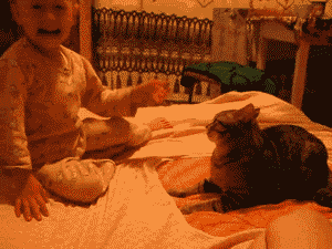 funnycatgifs:  A baby human hit me once. Once 