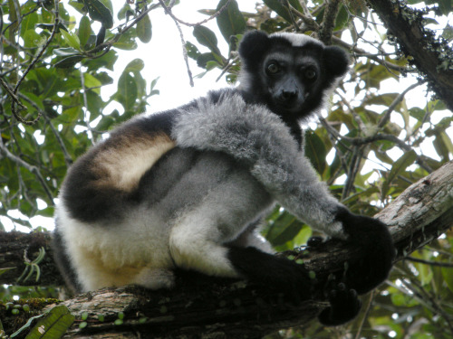 IndriThe Indri is one of the largest living lemurs. Like all lemurs, the indri is native to Madagasc