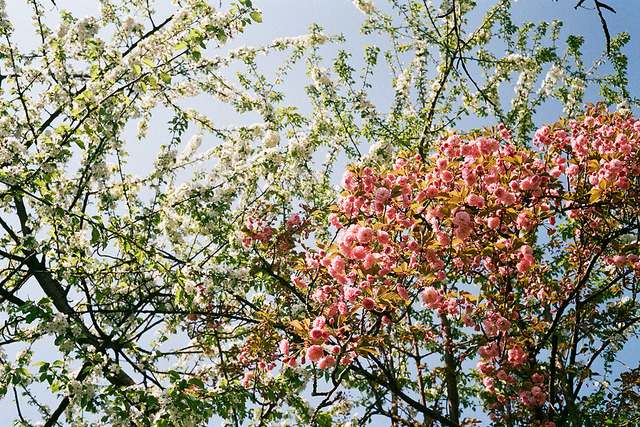 ingelnook: budapest66_sml by Laura Dempsey on Flickr. 