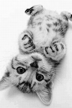 silly-luv:  ♡ find your best posts on my blog ♡